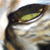 Kočka, 2002, olej na plátně, 25 x 30 cm, (soukromá sbírka)