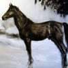 Černý kůň, 2006, olej na plátně, 90 x 120cm, (soukromá sbírka)